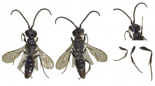 Réf. 267 823 : Dolichurus corniculus