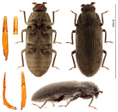 Dryops striatopunctatus
