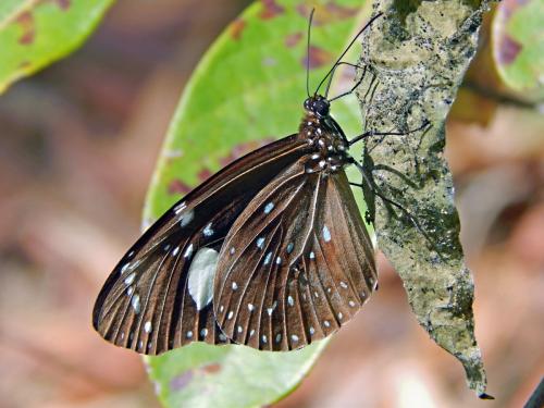 Euploea lewinii