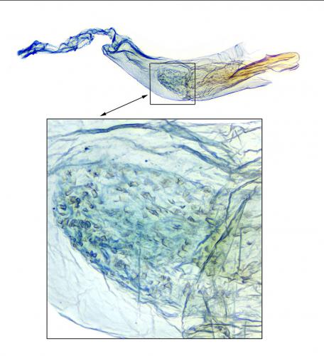 Réf. 267 059 : Eurodachtha siculella