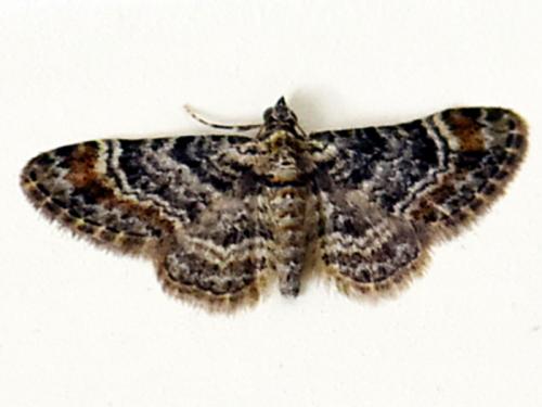 Réf. 267 533 : Gymnoscelis rufifasciata