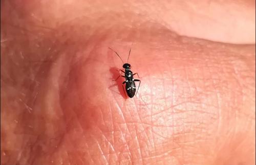 Réf. 267 014 : Globiceps sphaegiformis