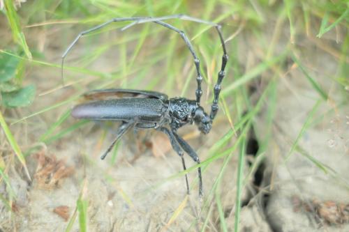 Cerambyx cerdo