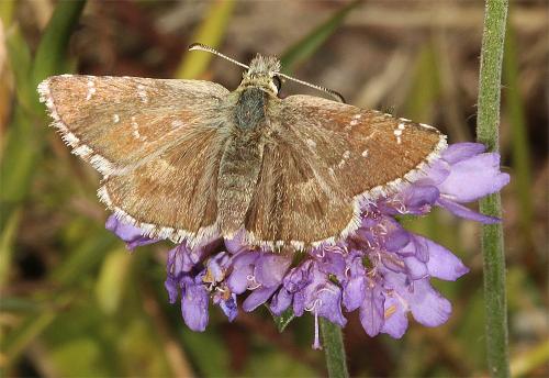 Réf. 267 275 : Pyrgus sp.