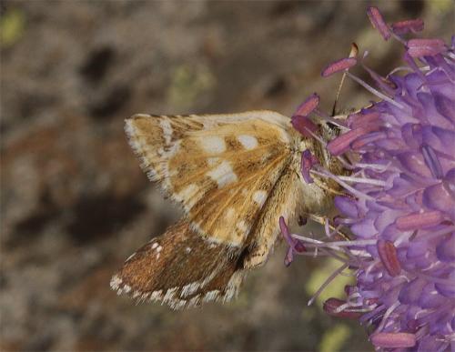 Réf. 267 276 : Pyrgus sp.