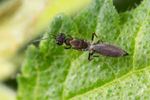 Réf. 267 543 : Eusandalum walkeri