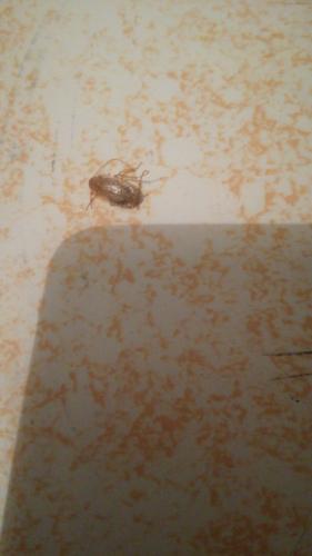 Ectobius sp.