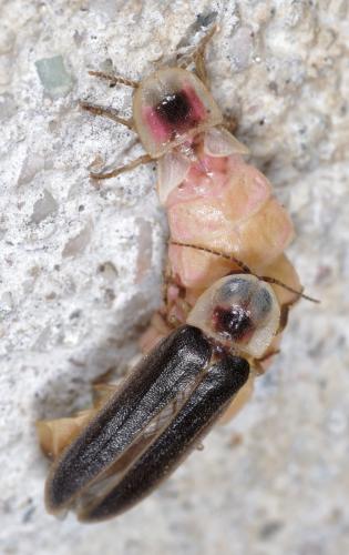 Réf. 267 268 : Lampyris lareynii