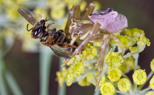 Réf. 267 374 : Thomisus onustus
