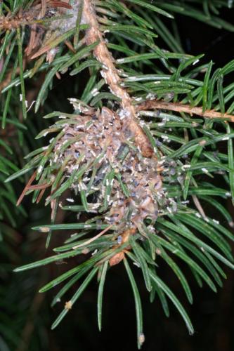 Sacchiphantes abietis