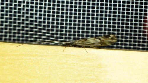 Réf. 267 593 : Odontocerum albicorne