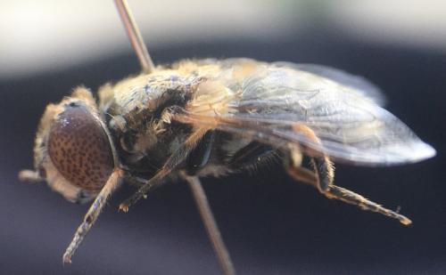Réf. 267 660 : Eristalinus aeneus