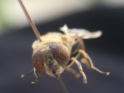 Eristalinus aeneus