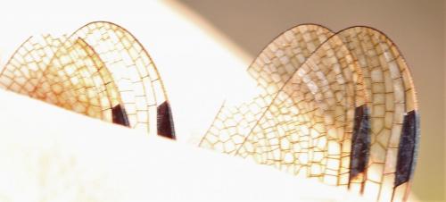 Réf. 267 090 : Orthetrum cancellatum