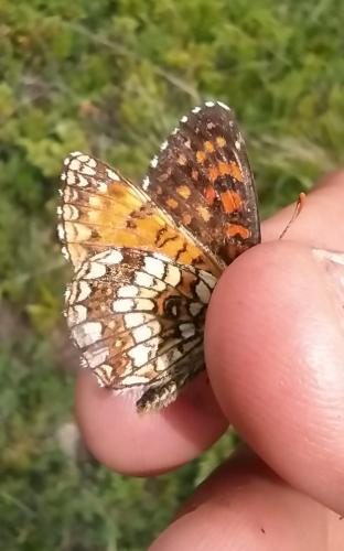 Melitaea diamina
