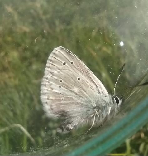 Aricia nicias