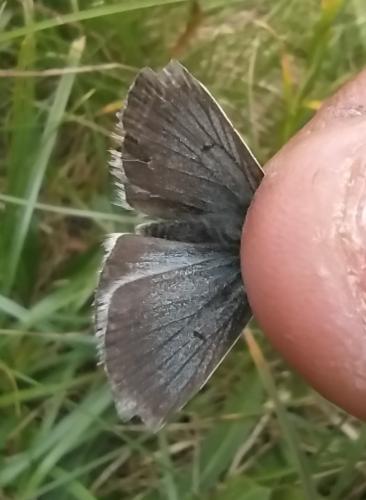 Aricia nicias