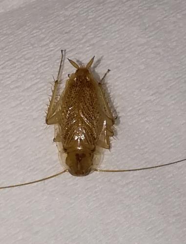 Réf. 267 538 : Ectobius sp.