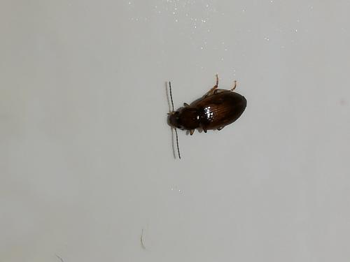 Bradycellus sp.