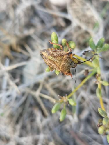 Carpocoris mediterraneus atlanticus