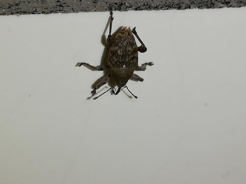 Curculio sp.