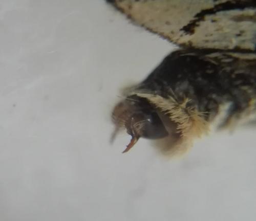 Melitaea sp.