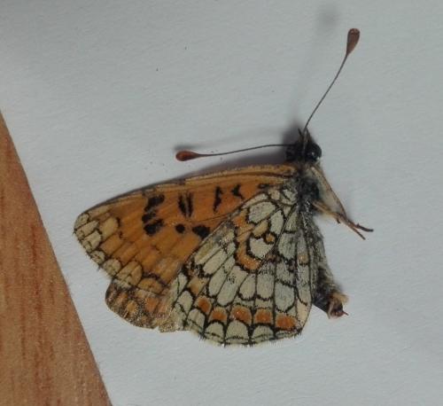 Melitaea sp.