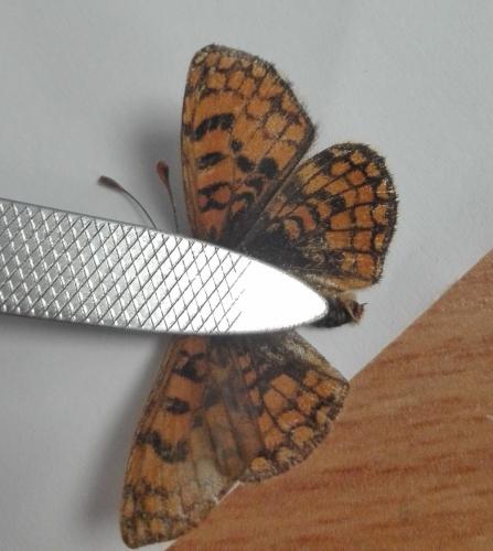 Melitaea sp.