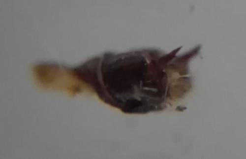 Melitaea sp.