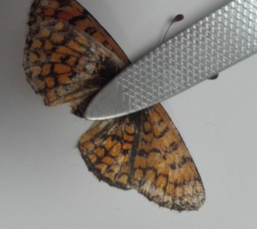 Melitaea sp.