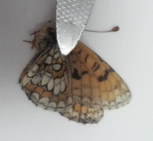 Melitaea sp.