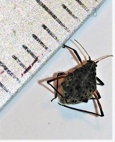 Réf. 267 477 : Tuberolachnus salignus