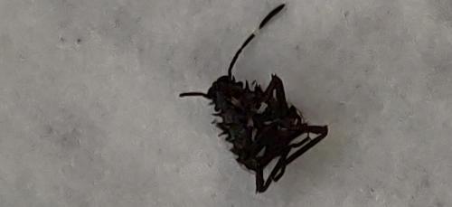 Halyomorpha halys