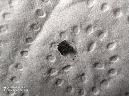 Halyomorpha halys