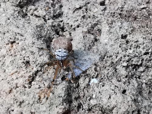 Theridion melanostictum