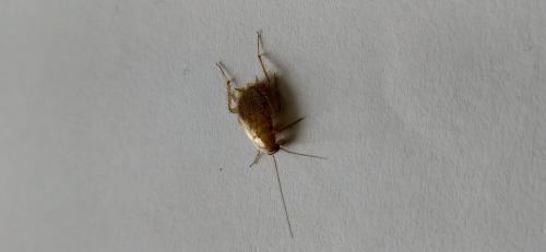 Planuncus vinzi