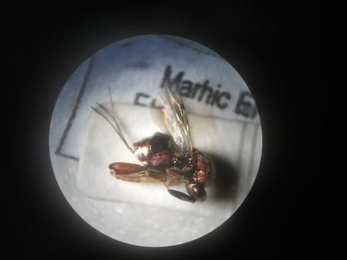 Réf. 267 924 : Torymus cupreus