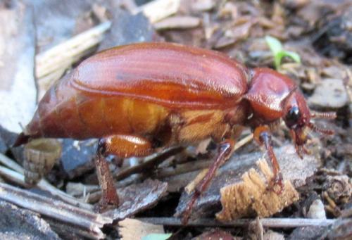 Cebrio gigas