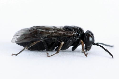 Caliroa varipes