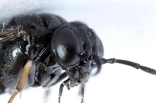 Caliroa varipes