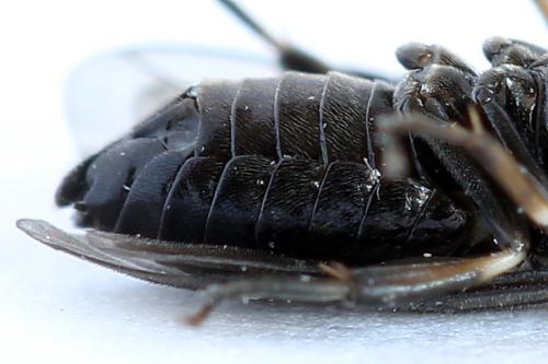 Caliroa varipes
