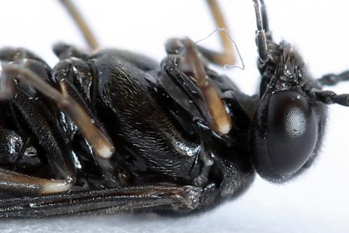 Caliroa varipes
