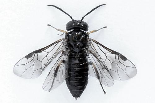 Caliroa varipes