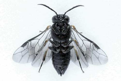 Caliroa varipes
