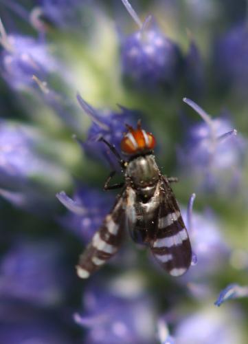 Herina frondescentiae