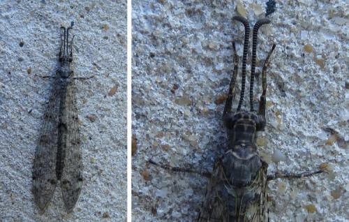 Réf. 267 076 : Distoleon tetragrammicus
