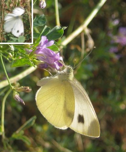 Réf. 267 252 : Pieris mannii