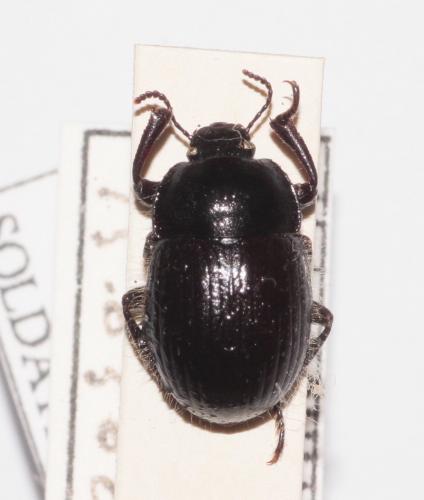 Réf. 267 385 : Moragacinella longepilosa