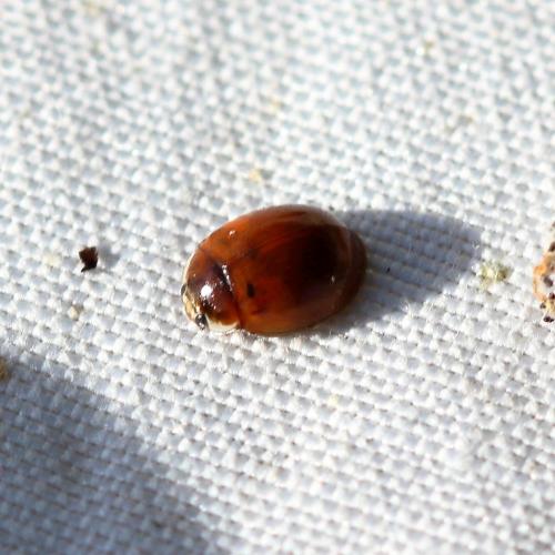 Adalia decempunctata
