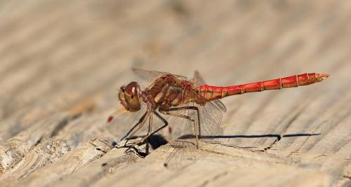 Réf. 267 759 : Sympetrum vulgatum